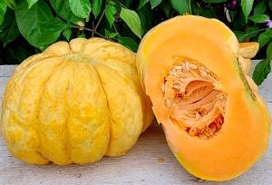 Семена дыни Prescott Fond Blanc (Прескотт Фонд Бланк)