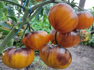 Семена томата сорта Purpura Rits (Пурпура Риц) - Синие