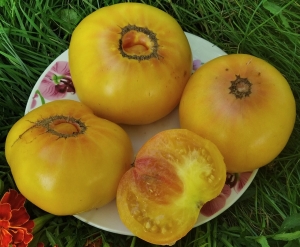 Семена томата сорта Rainbow Dwarf (Радужный гном) - Гномы