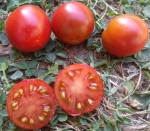 . Rebel Alliance (Альянс Повстанцев) (Тип мультифлора)