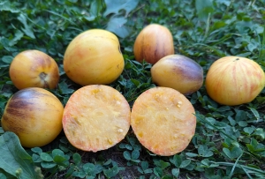 Семена томата сорта Rebel Starfighter Kayleigh Anne (Восставший Звездный Истребитель Кэйли Энн) - Высокорослые округлые и плоско-округлые