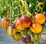 . Rebel Starfighter Kayleigh Anne (Восставший Звездный Истребитель Кэйли Энн) 