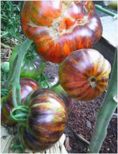 Семена томата сорта Red Beauty (Красный красавец) - синие