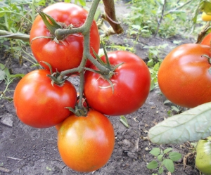 Семена томата сорта Rogero (Роджеро) - Высокорослые округлые и плоско-округлые