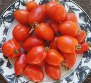 Семена томата сорта Re Umberto (Roi Humbert, Ре Умберто) - Высокорослые сливовидно-овальные