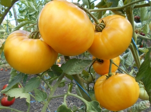 Семена томата сорта Rose Beauty (Прелесть Роузы) - Гиганты желтые и оранжевые