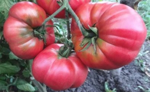 Семена томата сорта Royal Hillbilly (Королевский Деревенский, Роял Хиллбилли) - Гиганты розовые