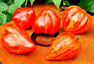 Семена томата сорта Stone brook heart dwarf (Гном сердце каменного ручья) - Гномы