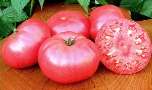 Семена томата сорта Strawberry Lemonade Dwarf (Гном Клубничный Лимонад) - Гномы