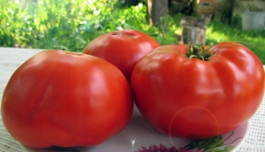 Семена томата сорта Sturt’s desert pea (Пустынный душистый горошек Стёрта) - Гномы