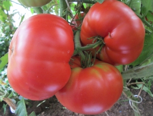 Семена томата сорта Santa Clara Canner (Санта Клара Кеннер) - Гиганты красные