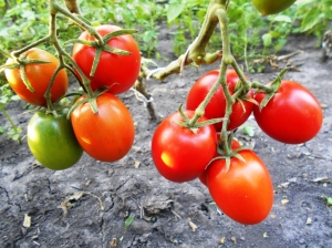 Семена томата сорта Santa Cruz Cada Gigante (Санта-Крус Када Гиганте) - Высокорослые сливовидно-овальные