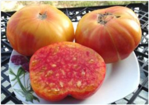 Serendipity Striped (Интуиция полосатая) - Гиганты двуцветные