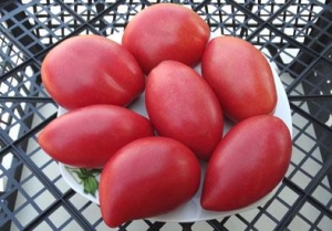 Семена томата сорта Sheboygan (Шебойган) - Сливовидно-овальные