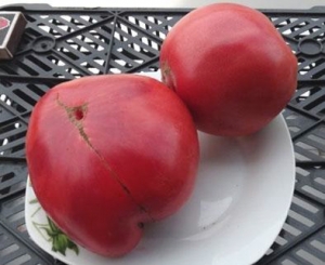 Семена томата сорта Sojourner South American (Странник Южной Америки) - Гиганты розовые сердцевидные