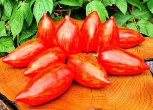 Семена томата сорта Stony brook speckled dwarf (Гном Пятнистый Каменный Ручей) - Гномы