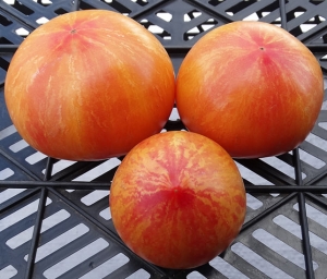 Семена сорта томата Striped Pointed Pink + Kozula 13З (Заостренный розово-полосатый + Козула 133) - Полосатые