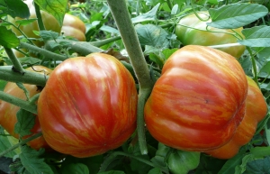 Семена сорта томата Striped Stuffer (Страйпед стаффер) - фаршировочные