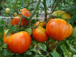 Семена сорта томата Super Choice (Лучший Выбор) - Гиганты красные