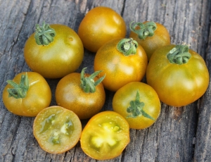 Семена сорта томата Sweet Baby Jade (Гном Сладкая (Милая) Малышка Джейд) - Гномы