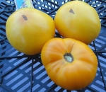 . TC Jones (ТС Джонс)