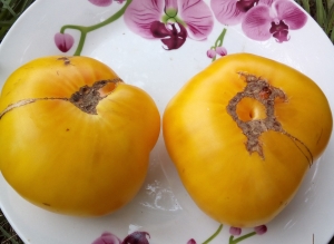 Семена томата сорта Tiger Paw (Лапа Тигра) - Среднерослые