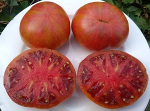 Семена сорта томата Tennessee Suited (Теннесси Подходящий) - Гномы