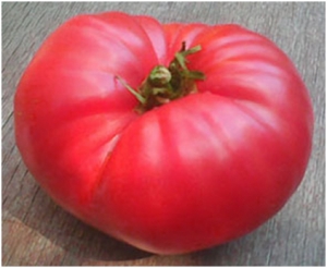 Семена томата сорта Todd County Amish (Амиш округа Тодд) - Гиганты розовые