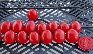 Семена томата сорта Tomatoberry (Клубничка) - Высокорослые «черри» (балконные томаты) 