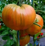 . True colors (Истинные цвета)