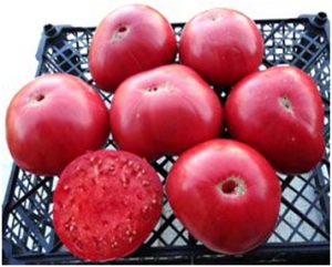 Семена томата сорта Turkey - Гиганты розовые