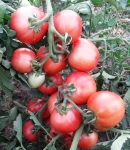 . Weapons of Mass Destruction