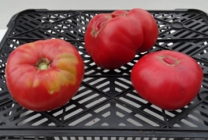 Семена томата сорта Winsall - Гиганты розовые