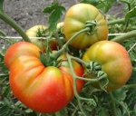 . Wood’s Famous Brimmer (Известный лес Бриммер) 