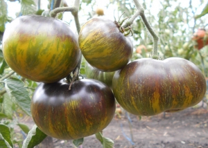 Семена сорта томата Xanadu Green Goddess (Зеленая богиня Ксанада) - Зеленоплодные (изумрудные)