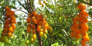 Семена сорта томата Date Fruit Yellow (Желтый финик) - высокорослые балконные черри