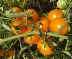 Семена томата сорта AnnaSun (АннаСан) - Высокорослые коктейльные