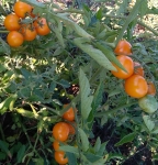 . AnnaSun (АннаСан)