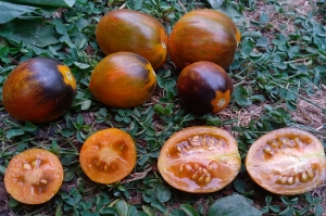 Семена томата сорта Atomic Fusion (Атомный синтез, Атомный сплав) - Высокорослые коктейльные