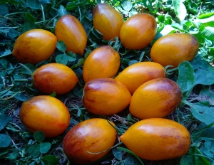 Семена томата сорта Atomic sunset (Атомный закат) - Высокорослые коктейльные