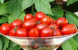 Семена томата сорта Black Centiflor (Черный Сентифлор) (Тип мультифлора) - Высокорослые «черри»