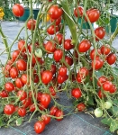 . Black Centiflor (Черный Сентифлор) (Тип мультифлора)