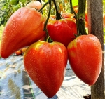 . Сердце теленка (Calf’s Heart)