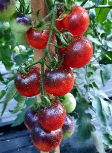 Семена томата Cascade Village Blue (Голубой водопад деревни) - Синие