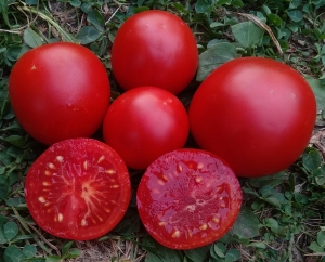 Семена томата сорта Clare Valley Red (Гном Красная Долина Клэр) - Гномы