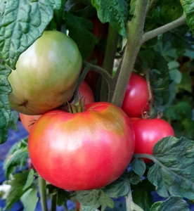 Семена томата сорта Coorong Pink (Кооронг Пинк) - Гномы