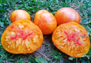 Семена томата сорта Delta Diver (Дельта Дивер) - Среднерослые