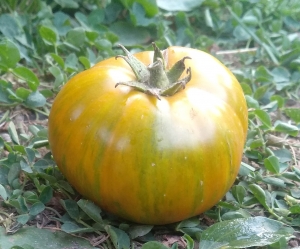 Семена томата сорта Delta Moss (Дельта Мосс) - Полосатые томаты