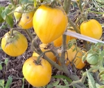 . Dwarf Lemon Ice (Гном Лимонный Лед) 