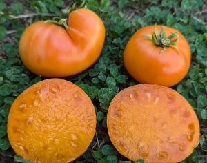 Семена сорта томата Dwarf Loxton Lass (Гном Девушка из Локстона) - Гномы